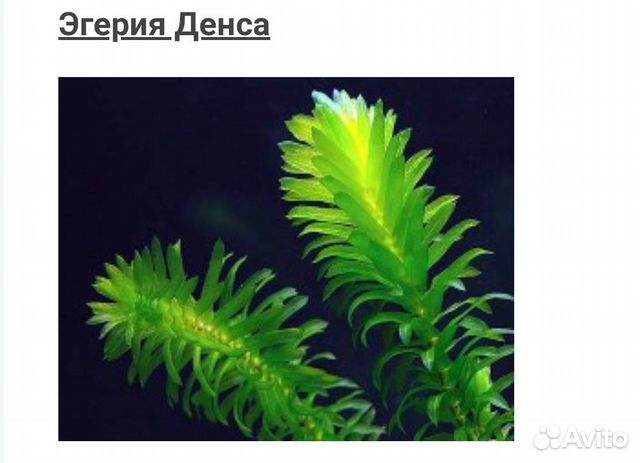 Аквариумные растения купить на Зозу.ру - фотография № 2