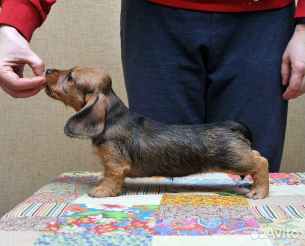 Купить Мини Таксу Заводчик