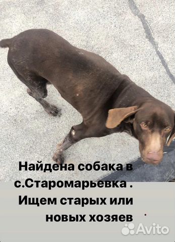 Собака охотничья купить на Зозу.ру - фотография № 1