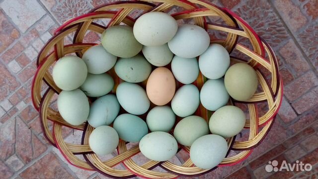 Яйцо, цыплята мясояичных пород купить на Зозу.ру - фотография № 8