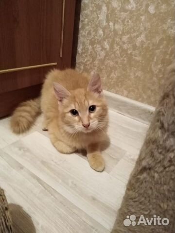 Котята рыжие бесплатно купить на Зозу.ру - фотография № 2