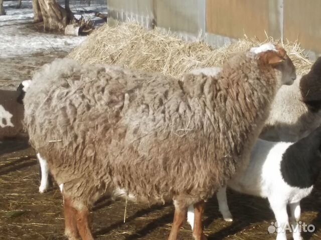 Курдючная овечка на развод купить на Зозу.ру - фотография № 3