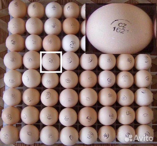 Инкубационное яйцо Европы,Канады,России купить на Зозу.ру - фотография № 1