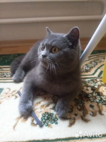 Котик Мишка, британец Котик Мишка, британец