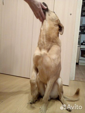 Собака в дар купить на Зозу.ру - фотография № 3