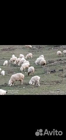 Продается овцы купить на Зозу.ру - фотография № 4