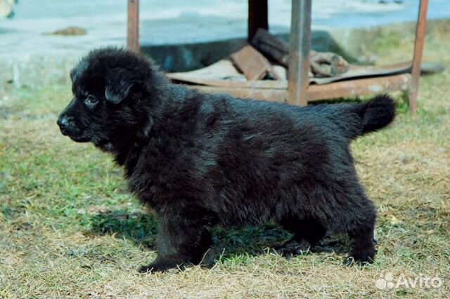 Алиментный щенок черной длинношерстной овчарки купить на Зозу.ру - фотография № 1