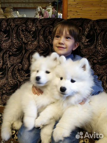 Щенок Самоедской собаки купить на Зозу.ру - фотография № 3