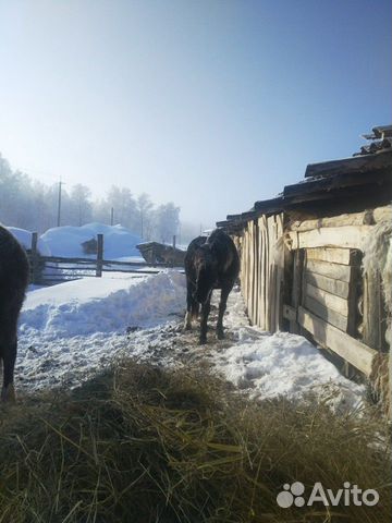 Лошадь жеребая купить на Зозу.ру - фотография № 1