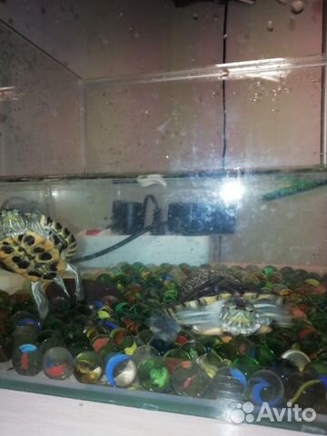 Черепаха красноухая, аквариум купить на Зозу.ру - фотография № 3