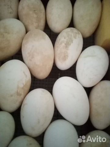 Яйца гусиные для вывода купить на Зозу.ру - фотография № 1