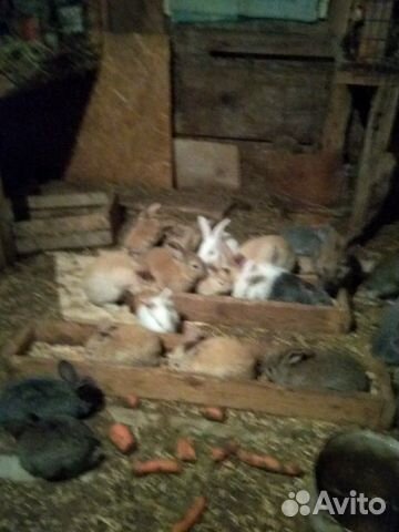 Кролики на розвод, на мясо. есть молодняк купить на Зозу.ру - фотография № 1