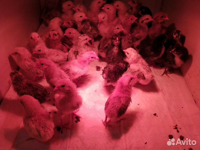 Продаем цыплят от кур несушек купить на Зозу.ру - фотография № 1