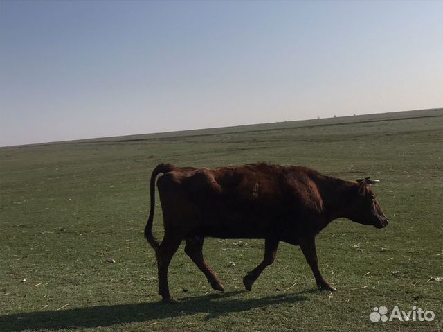 Продаётся корова торг уместен купить на Зозу.ру - фотография № 1