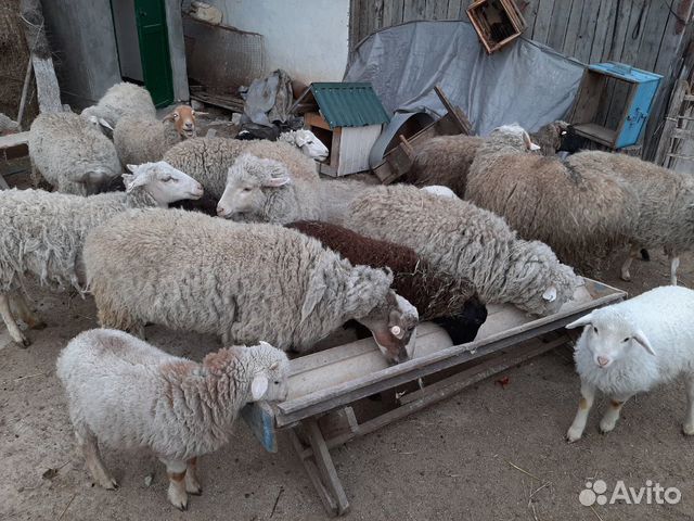 Овцы купить на Зозу.ру - фотография № 10