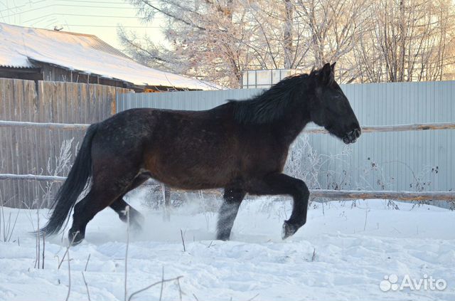 На продажу предлагается конь купить на Зозу.ру - фотография № 4