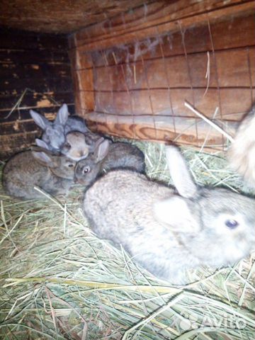 Кролики Великон купить на Зозу.ру - фотография № 3