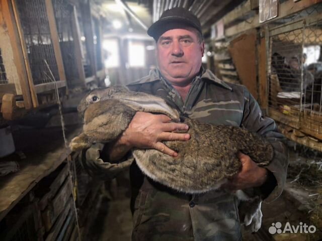 Продаю кроликов шиншил-великанов купить на Зозу.ру - фотография № 9