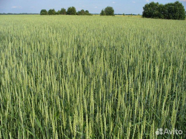 Пшеница, овес фураж купить на Зозу.ру - фотография № 1