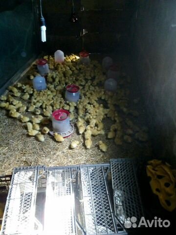 Гусята, утята, инкубационное яйцо гусиное купить на Зозу.ру - фотография № 3