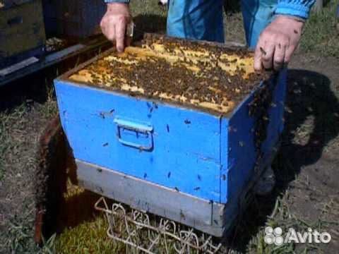 Пчелосемьи Дадан 17шт купить на Зозу.ру - фотография № 1