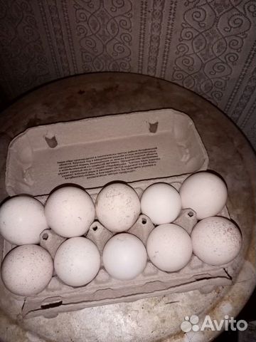 Яйцо индейки инкубационое купить на Зозу.ру - фотография № 2