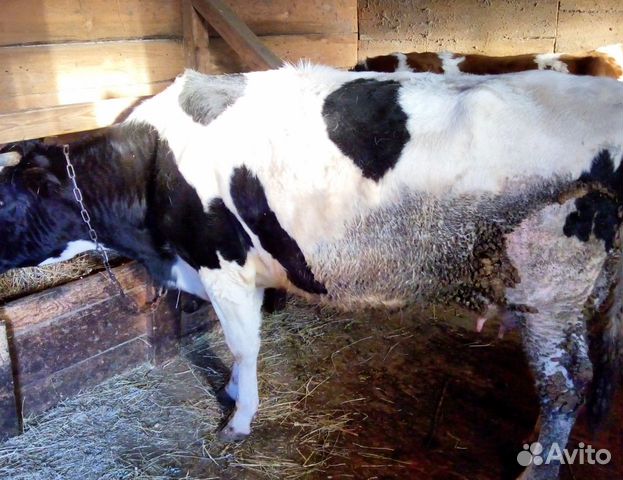 Продается молодая корова купить на Зозу.ру - фотография № 1