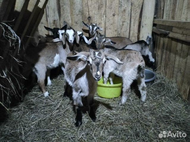 Козочки, козлики, дойные козы купить на Зозу.ру - фотография № 1