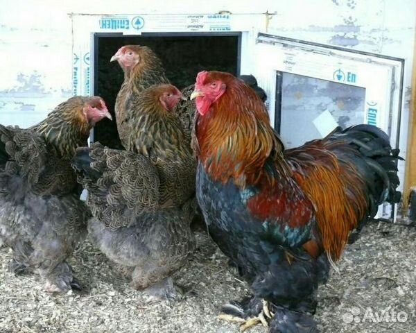 Куриные яйца для инкубатора купить на Зозу.ру - фотография № 1