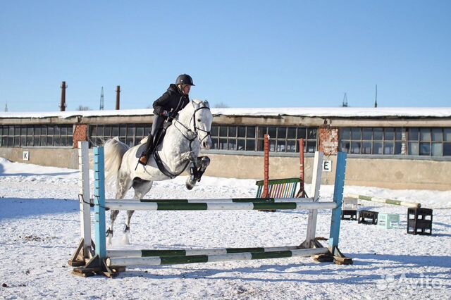 Спортивная лошадь купить на Зозу.ру - фотография № 4