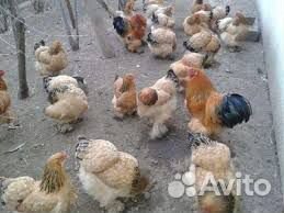 Куры цыплята купить на Зозу.ру - фотография № 2