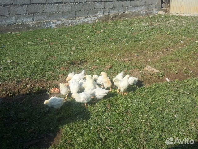 Цыплята Куриные купить на Зозу.ру - фотография № 3