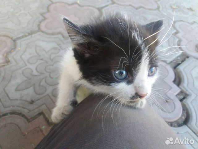 Кошечка 1,5 месяца купить на Зозу.ру - фотография № 5
