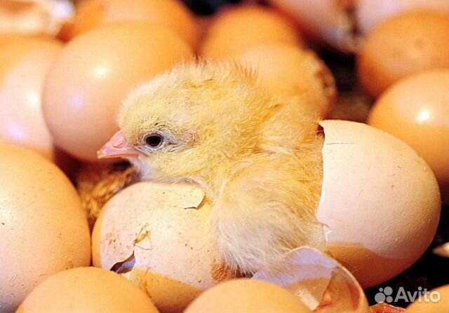 Инкубационное яйцо бройлера кобб 500 купить на Зозу.ру - фотография № 1