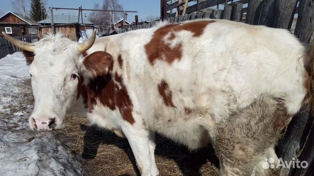 Корова (первотелка) с телочкой купить на Зозу.ру - фотография № 1