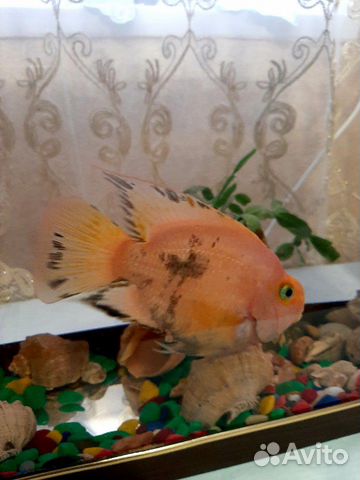 Рыба(красный папугай) купить на Зозу.ру - фотография № 4