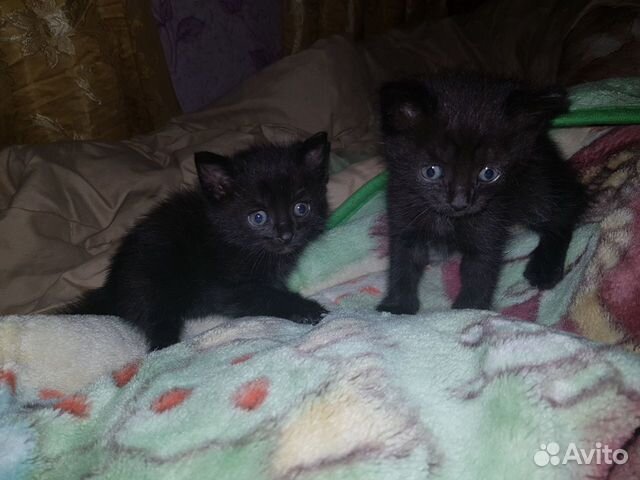 Котята и кошечка в добрые руки
