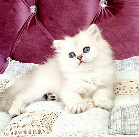 Британский котик Британский котик