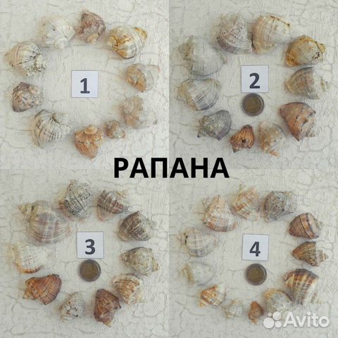 Морские раковины (ракушки) в наборе Морские раковины (ракушки) в наборе