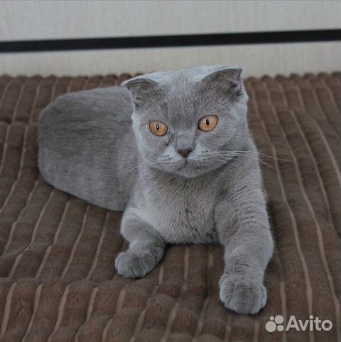 Стерилизованная кошечка в добрые руки Стерилизованная кошечка в добрые руки