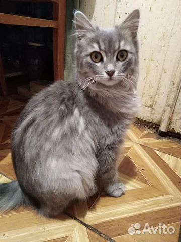 Самая очаровательная кошка на свете Самая очаровательная кошка на свете