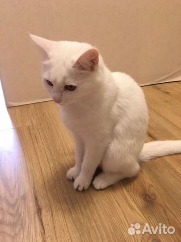 Домашняя кошечка