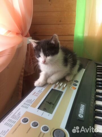 Кошечка в добрые руки