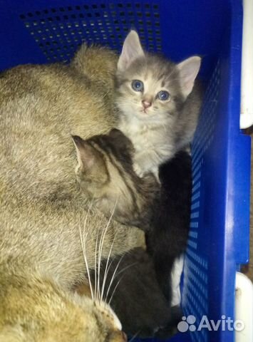 Отдам котят в добрые руки