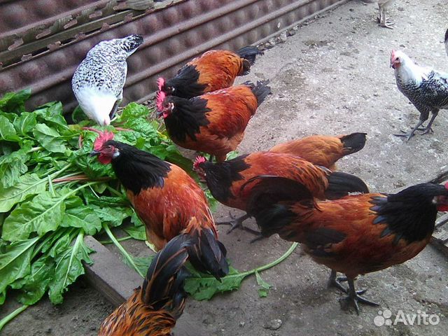 Куры Форверк Фото