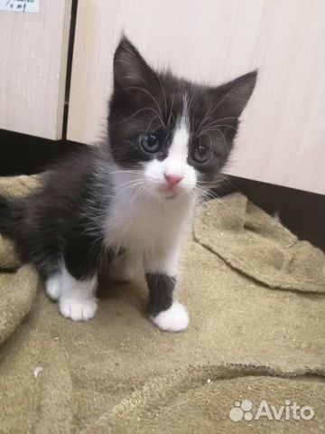 Котята