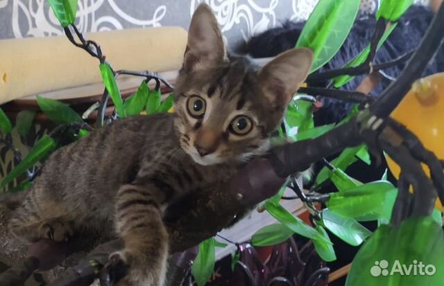 Котёнок Котёнок