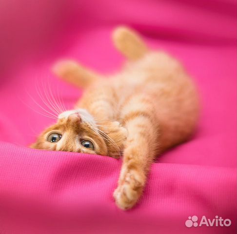 Рыжий котенок Арчи - 3 мес. в дар