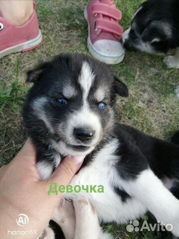 Метисы хаски