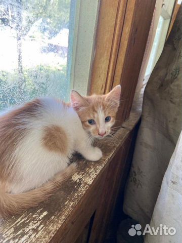 Котята в добрые руки Котята в добрые руки